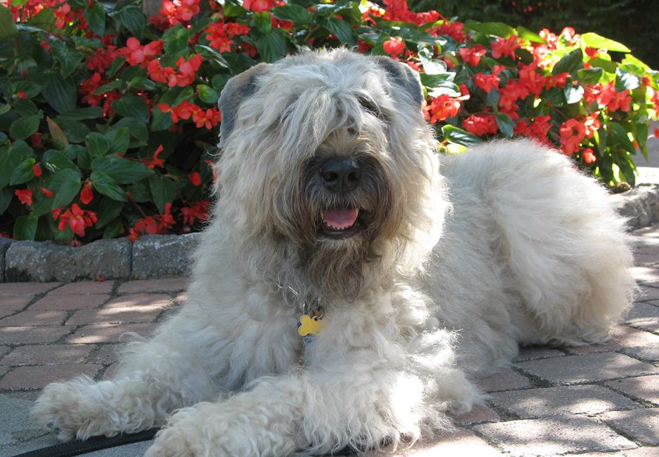 1982231_10152398730585844_7012721117008033806_n